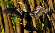 Anhinga d'Amérique