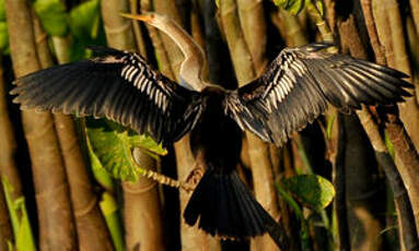 Anhinga d'Amérique