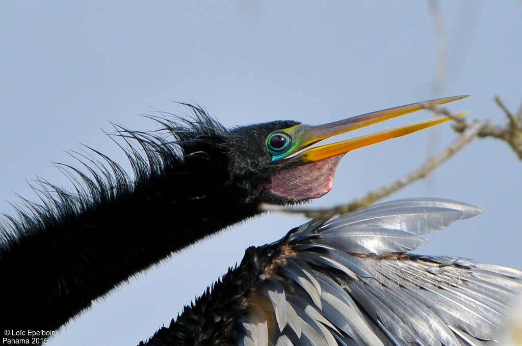 Anhinga