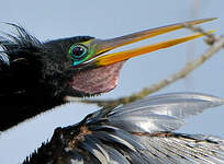 Anhinga d'Amérique