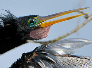 Anhinga d'Amérique