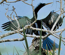 Anhinga d'Amérique