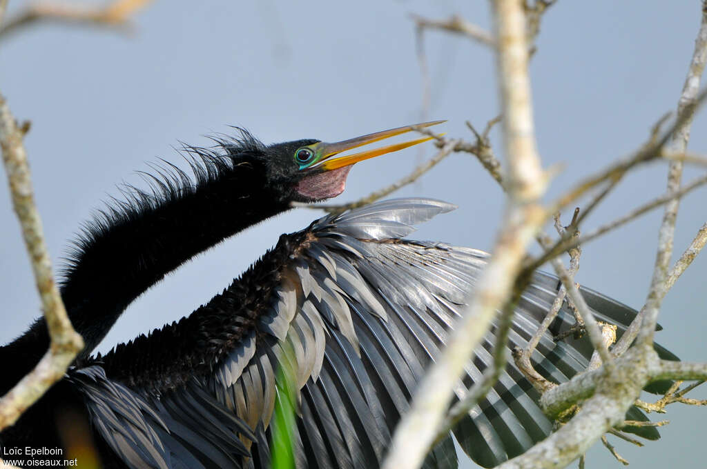 Anhinga d'Amérique mâle adulte, portrait, pigmentation