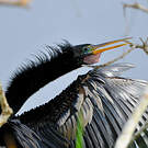 Anhinga d'Amérique