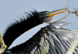 Anhinga d'Amérique