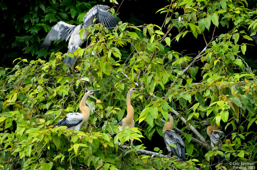 Anhinga d'Amérique