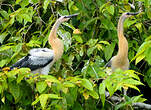 Anhinga d'Amérique