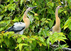 Anhinga