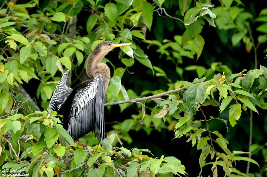 Anhingajuvenile, identification