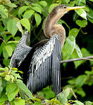 Anhinga d'Amérique