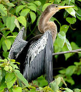 Anhinga