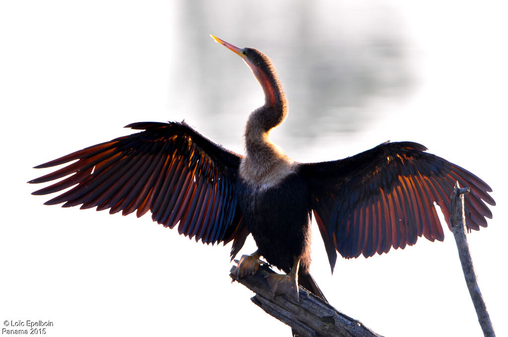 Anhinga