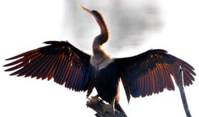 Anhinga d'Amérique