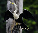 Anhinga d'Amérique