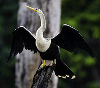 Anhinga