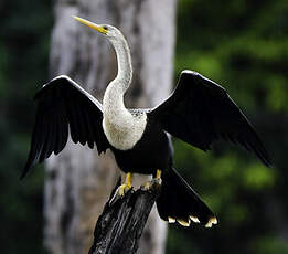 Anhinga d'Amérique