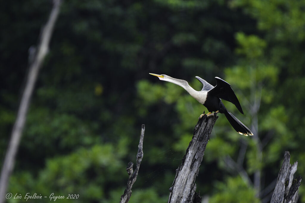 Anhinga d'Amérique