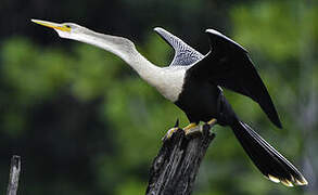 Anhinga