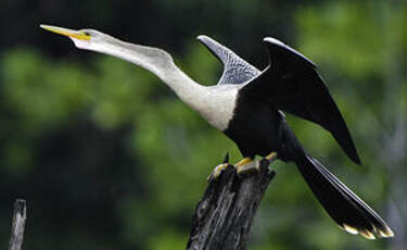 Anhinga d'Amérique