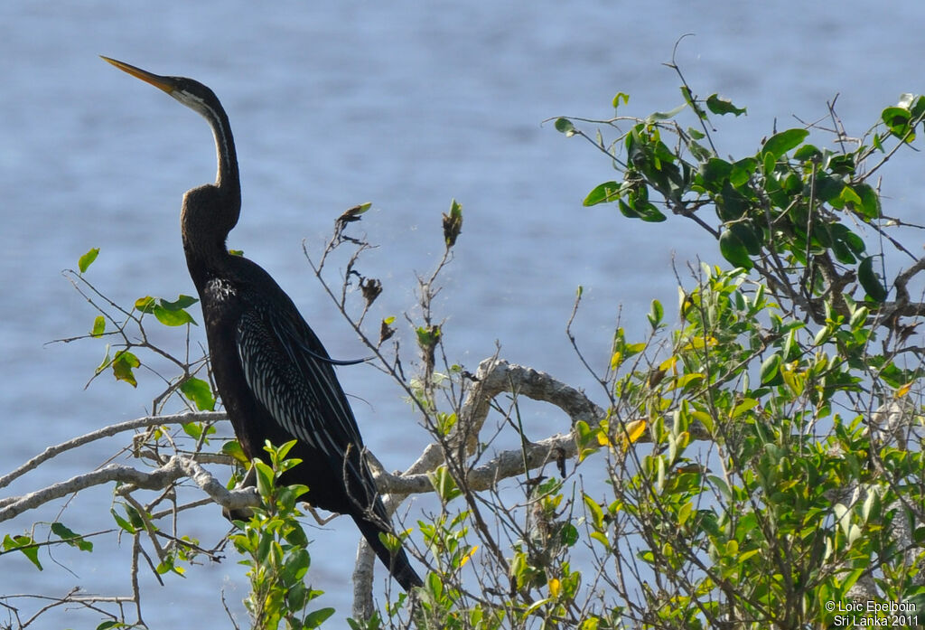 Anhinga roux