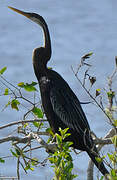 Anhinga roux