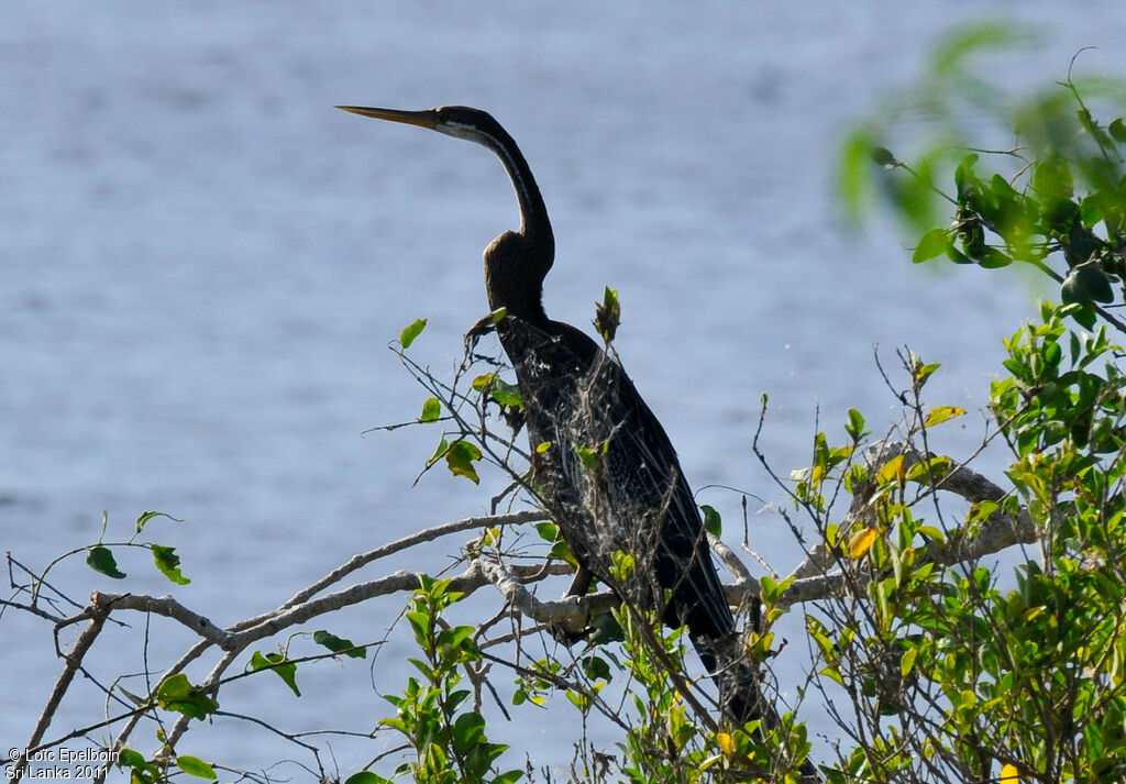 Anhinga roux