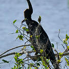 Anhinga roux