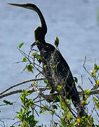 Oriental Darter