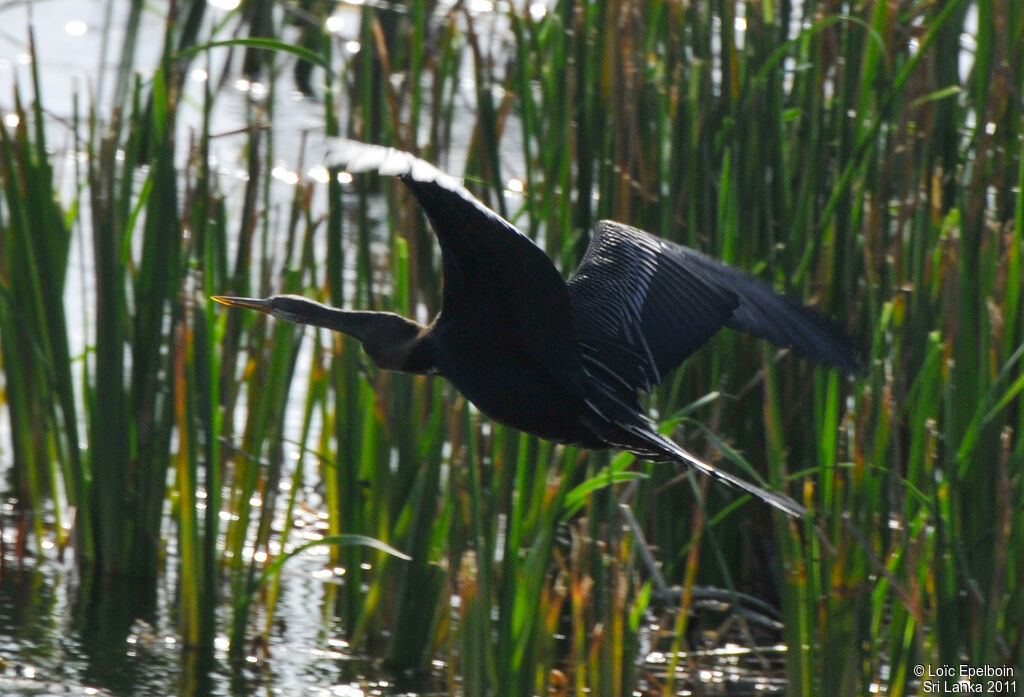 Anhinga roux