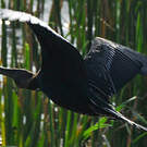 Anhinga roux