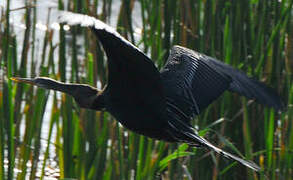 Anhinga roux