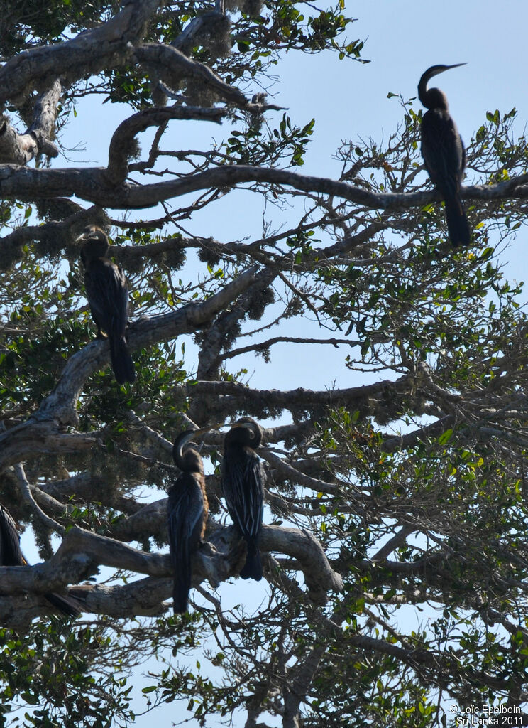 Anhinga roux