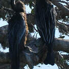 Anhinga roux
