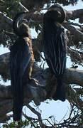 Oriental Darter