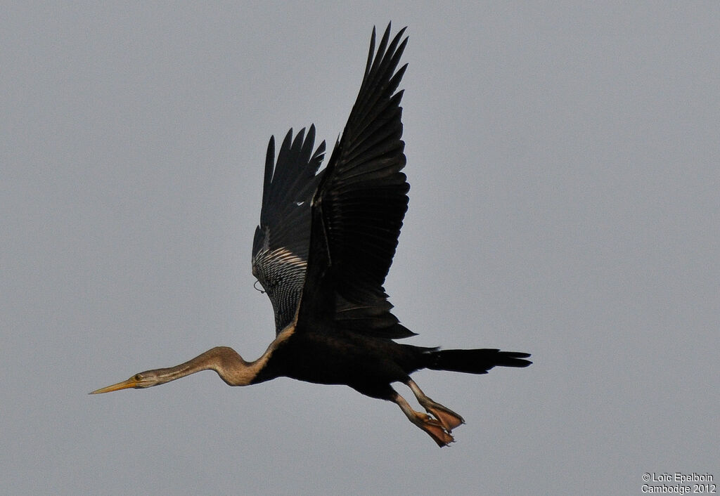 Anhinga roux