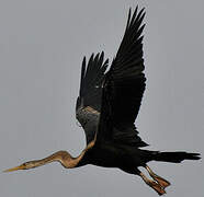 Oriental Darter