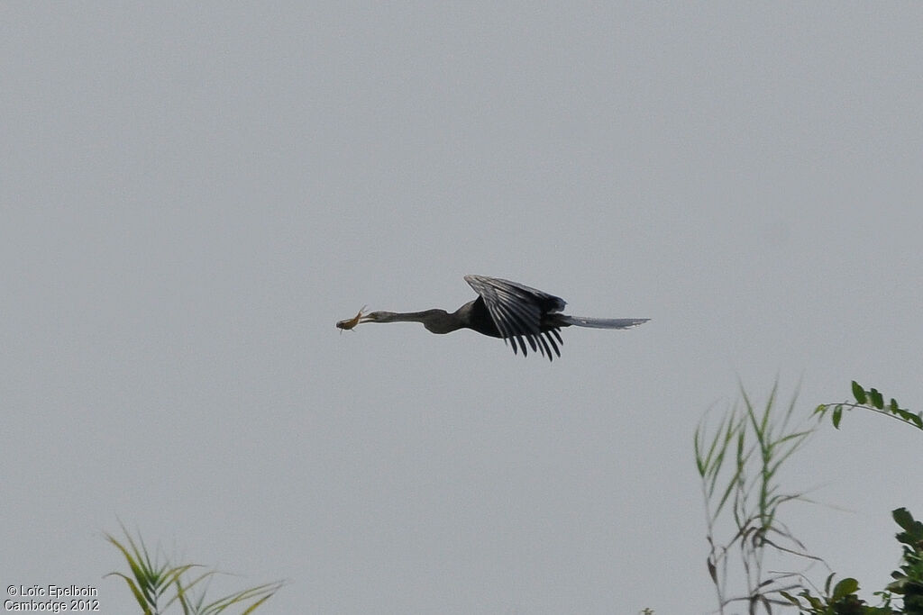 Anhinga roux