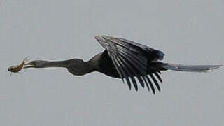 Oriental Darter