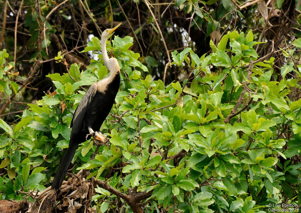 Anhinga roux