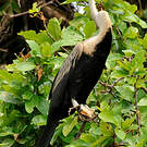 Anhinga roux