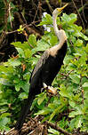 Anhinga roux