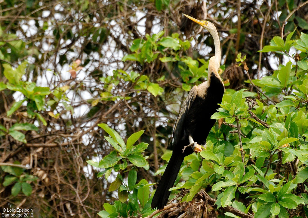 Anhinga roux