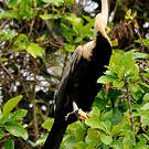 Anhinga roux