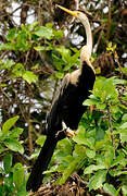 Oriental Darter