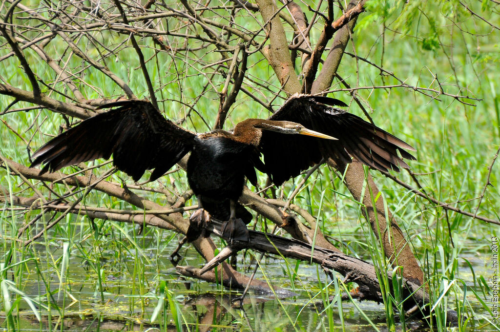 Anhinga roux