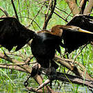 Anhinga roux