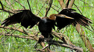 Oriental Darter