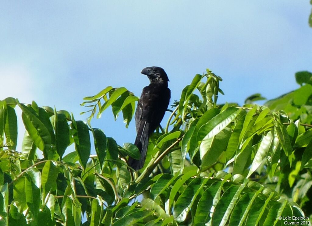 Smooth-billed Ani