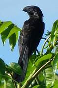 Smooth-billed Ani