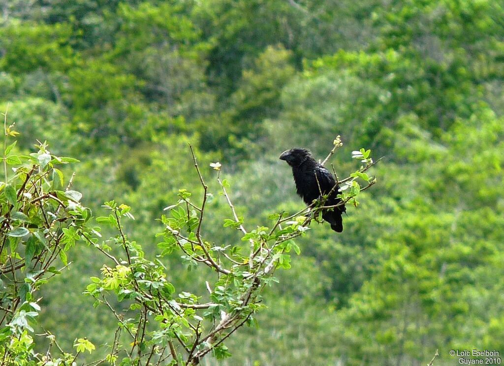 Smooth-billed Ani